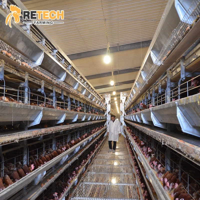 H Type Automatic Chicken Equip - огляд і ціна Farming System & Sustainable Agriculture