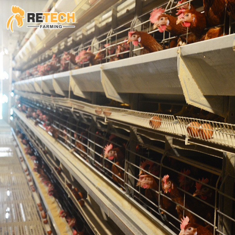 H Type Automatic Chicken Equip - огляд і ціна Farming System & Sustainable Agriculture